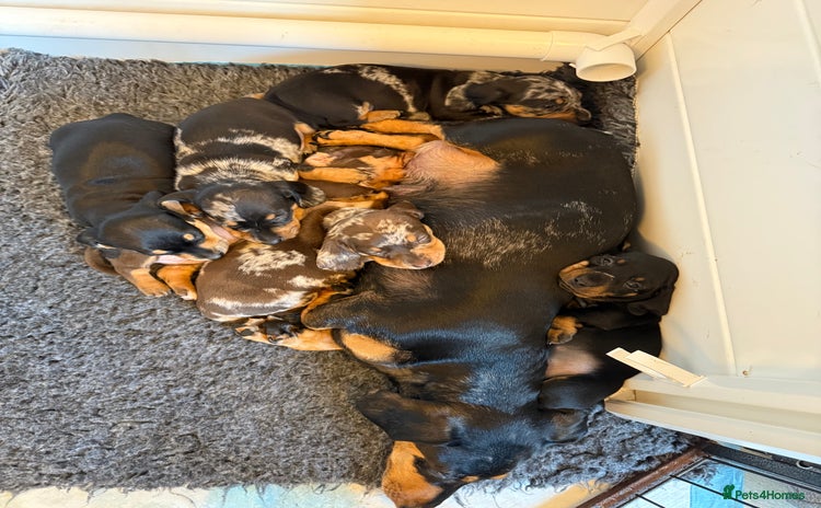 Miniature Dachshund dogs - Advert 4
