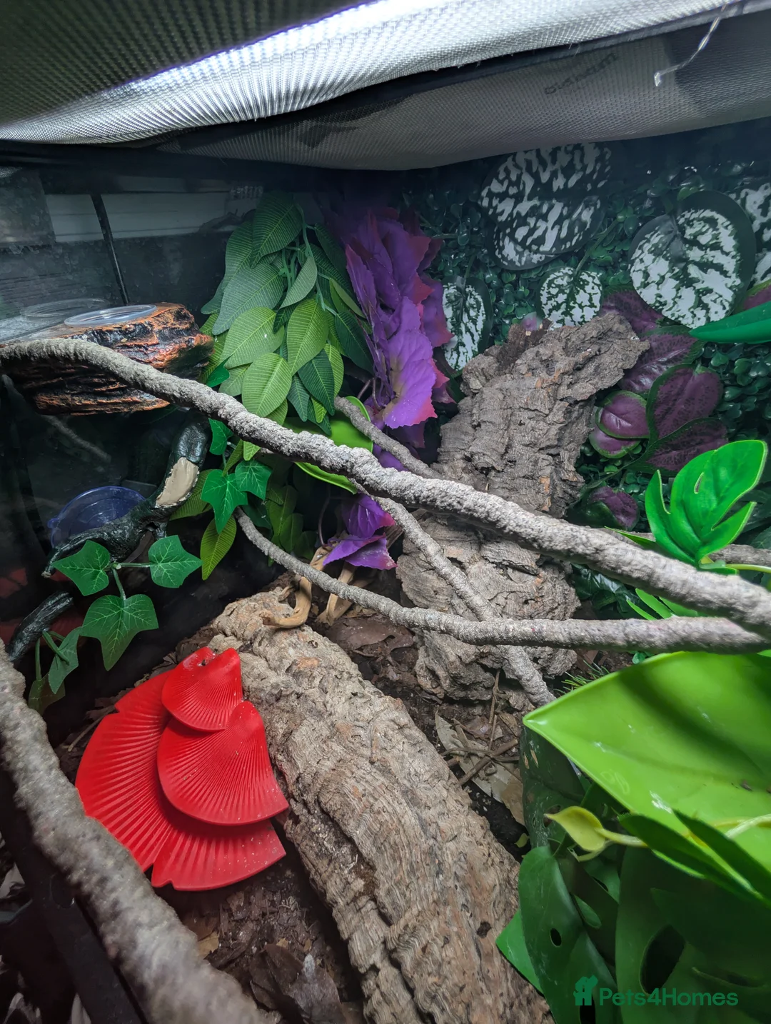 Gecko reptiles for sale: Unsexed Crested Gecko hatchling & full set up - Advert 13