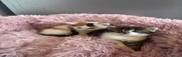 Mixed Breed cats for sale: Girl kittens - Advert 7