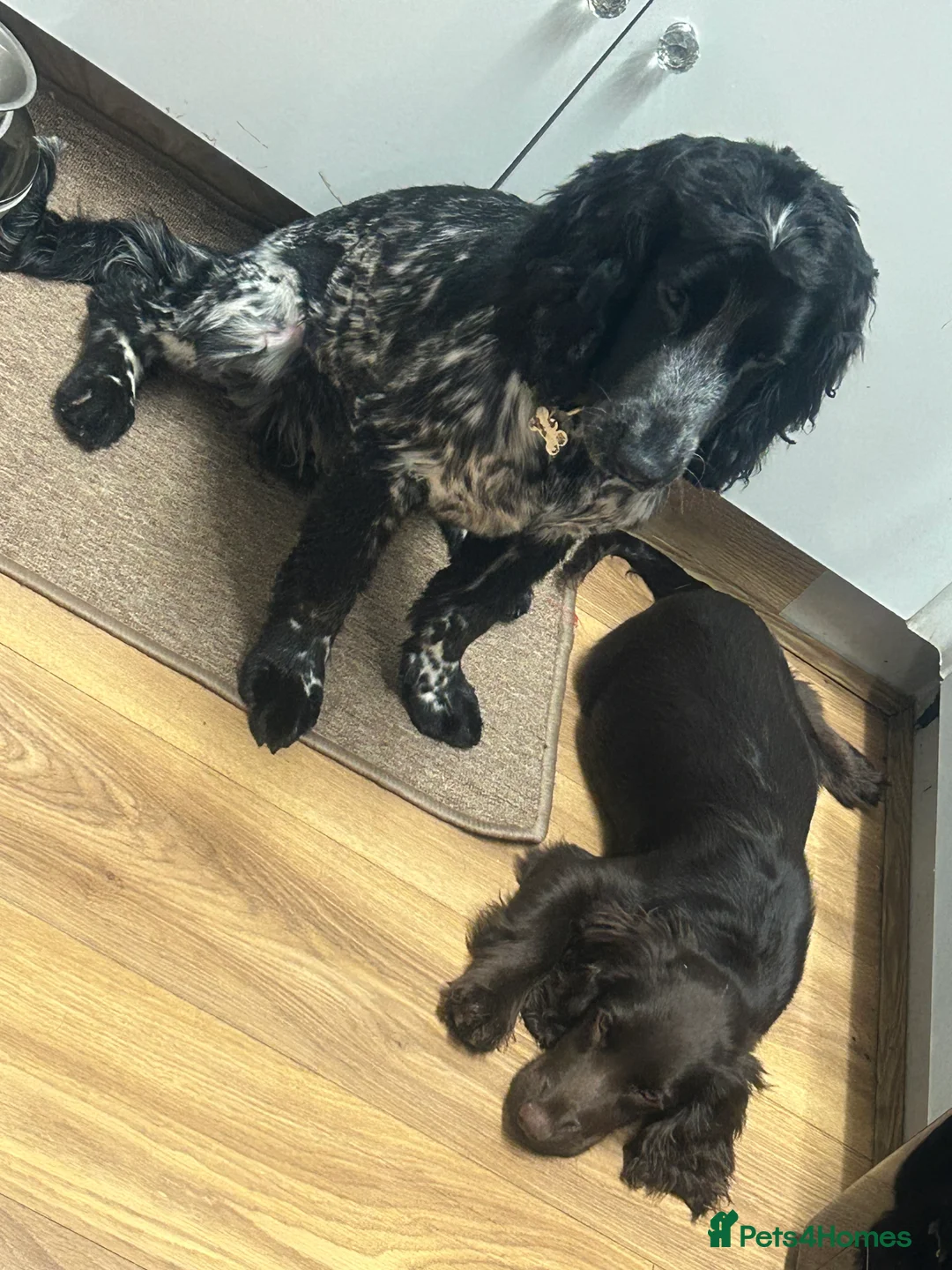 Cocker Spaniel dogs for stud: STUD BLUE ROAN SHOW TYPE COCKER SPANIEL - Advert 4