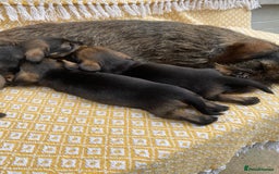 Miniature Dachshund dogs for sale: Miniature Wirehair Dachshund puppies - Image 4