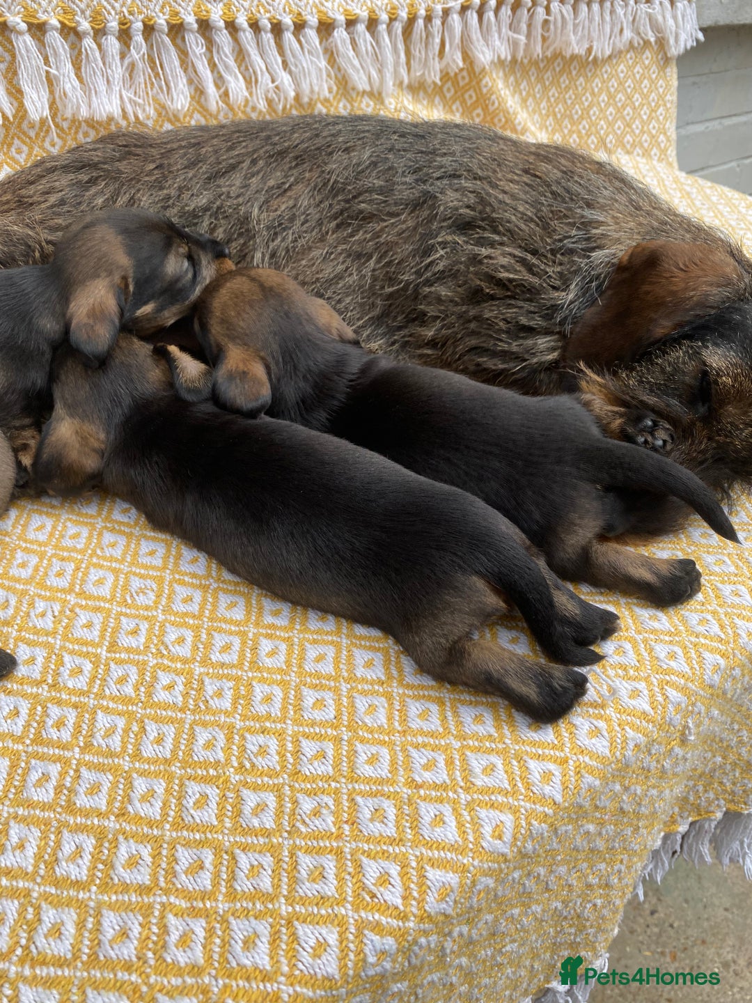 Miniature Dachshund dogs for sale: Miniature Wirehair Dachshund puppies - Image 4