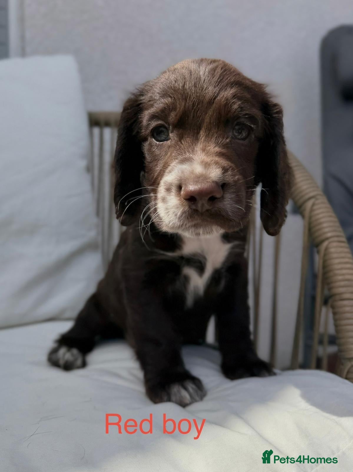 Cocker Spaniel dogs One little boy ready now  - Advert 18