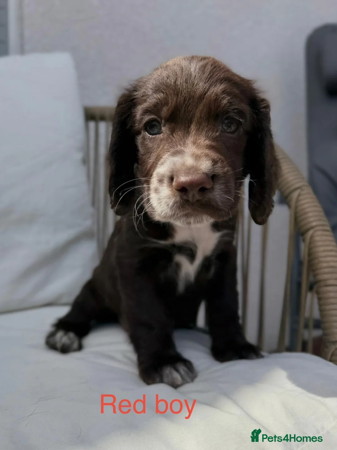 Cocker Spaniel dogs for sale: One little boy ready now  - Advert 1