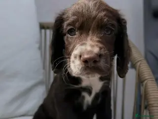 Cocker Spaniel dogs One little boy ready now - Advert 18
