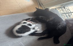 British Shorthair cats for sale: Beautiful black and white kittens - Image 3
