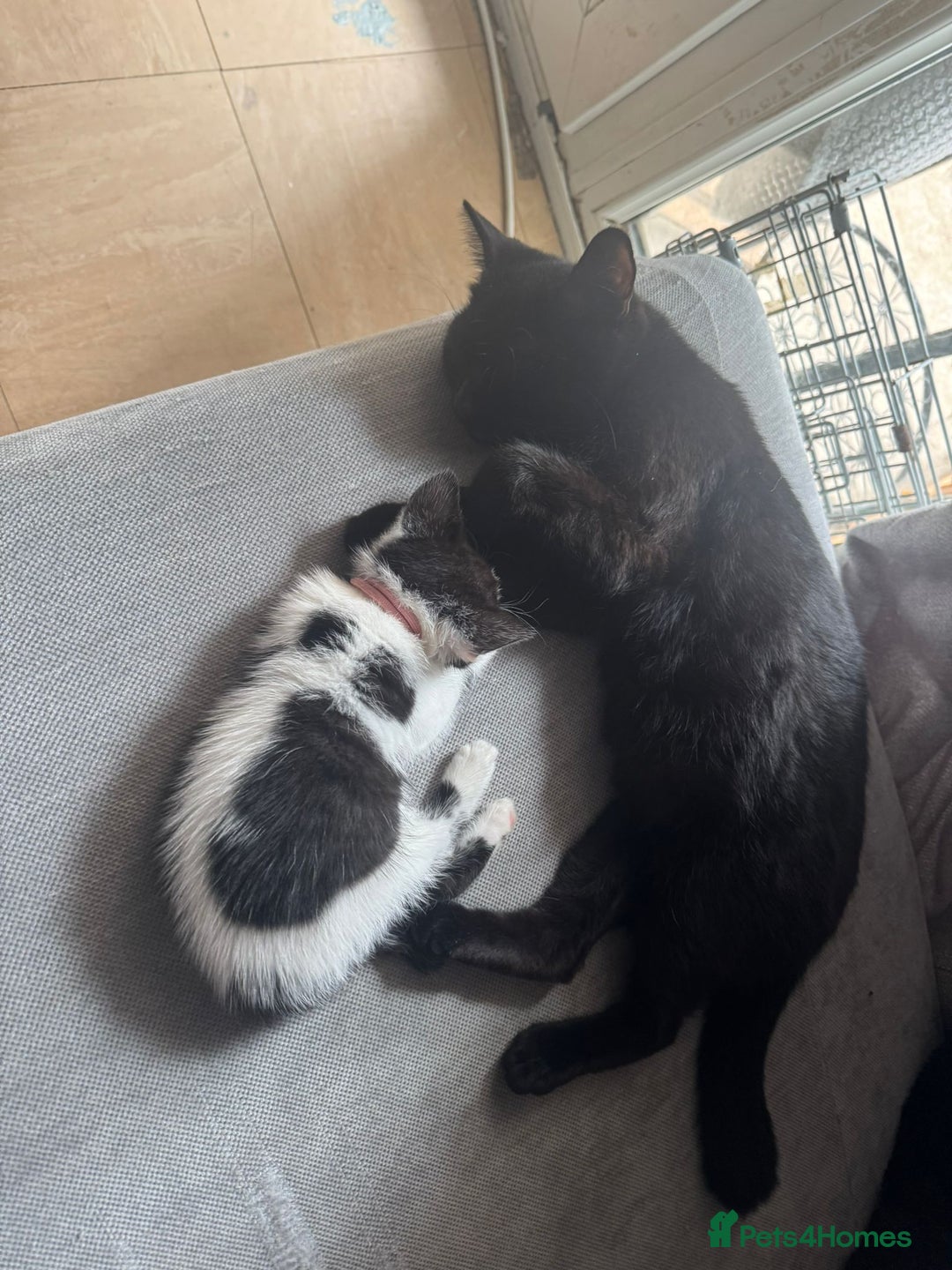 British Shorthair cats for sale: Beautiful black and white kittens - Image 3