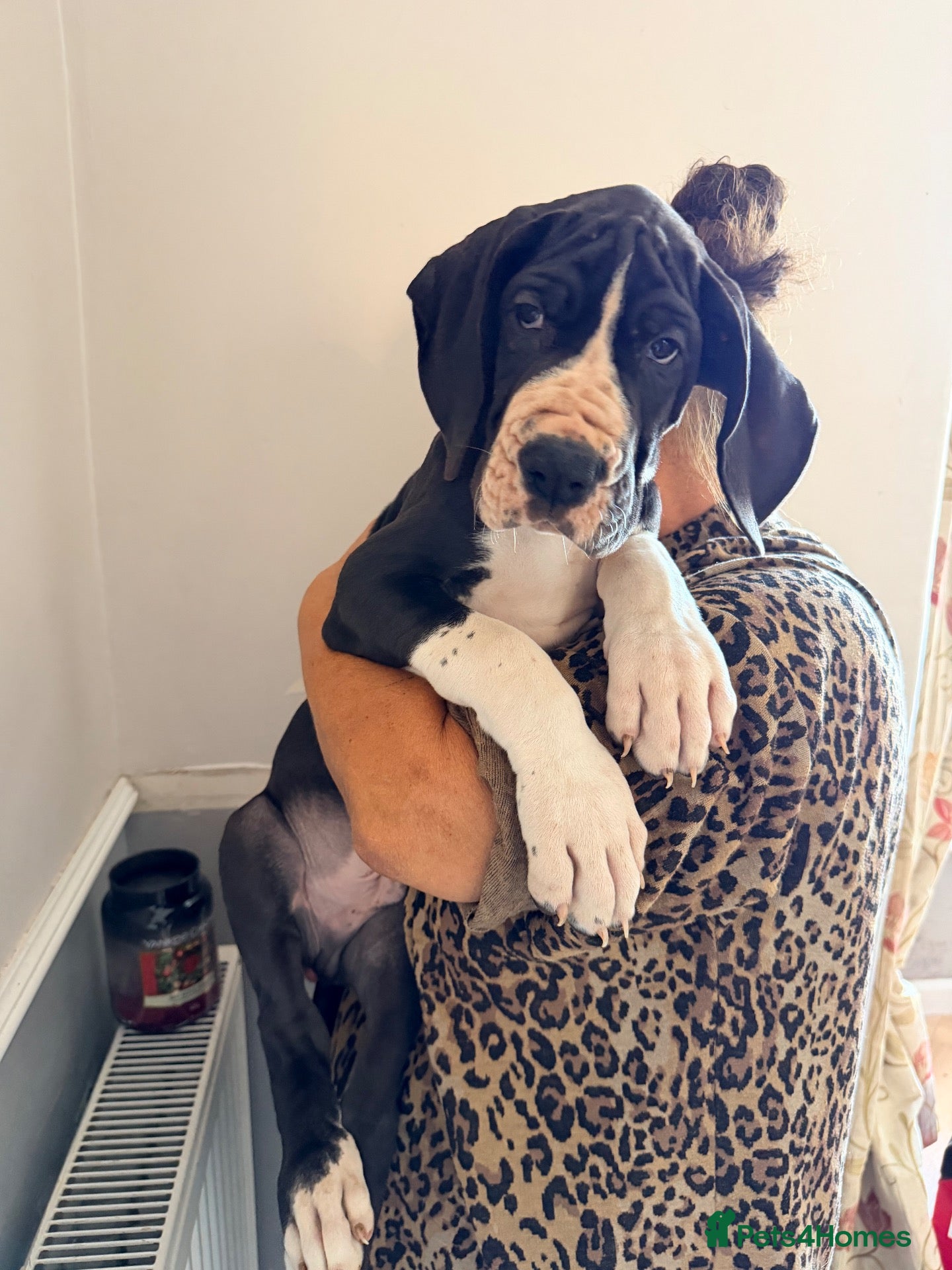 Great Dane dogs Exceptional Great Dane puppies 🐶  - Advert 6