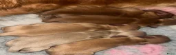 Miniature Dachshund dogs for sale: 2 beautiful long haired Miniature Dachshunds - Advert 7