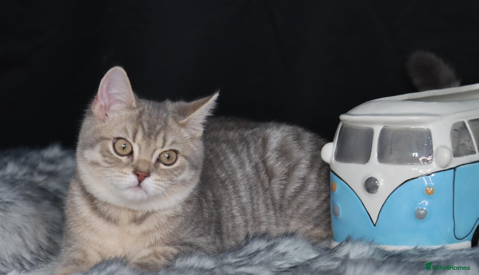 British Shorthair cats Last Registered Blue Golden British Shorthair boy - Advert 2