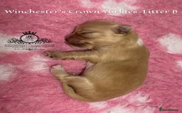 Yorkshire Terrier dogs for sale: ❤️ Champion heritage KC reg.PEDIGREE puppies! 🐶❤️ - Image 32