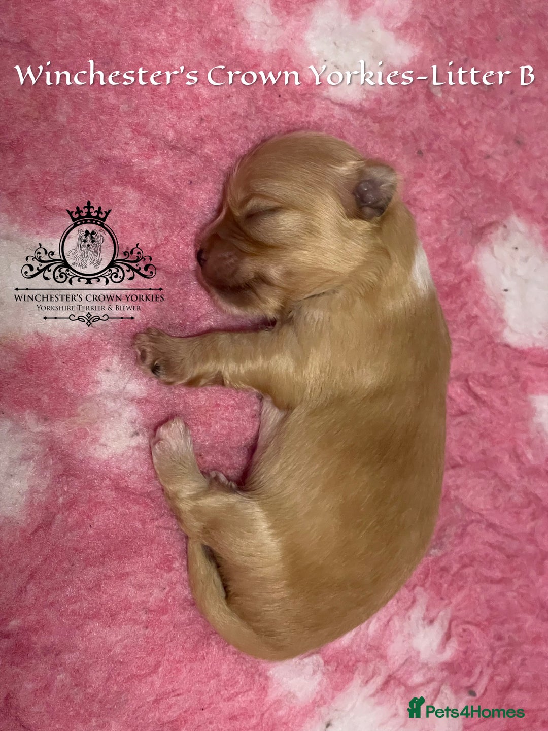 Yorkshire Terrier dogs for sale: ❤️ Champion heritage KC reg.PEDIGREE puppies! 🐶❤️ - Image 32
