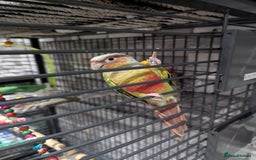 Parakeets birds for sale: Male ringneck parakeet & Female conure parakeet   - Image 2
