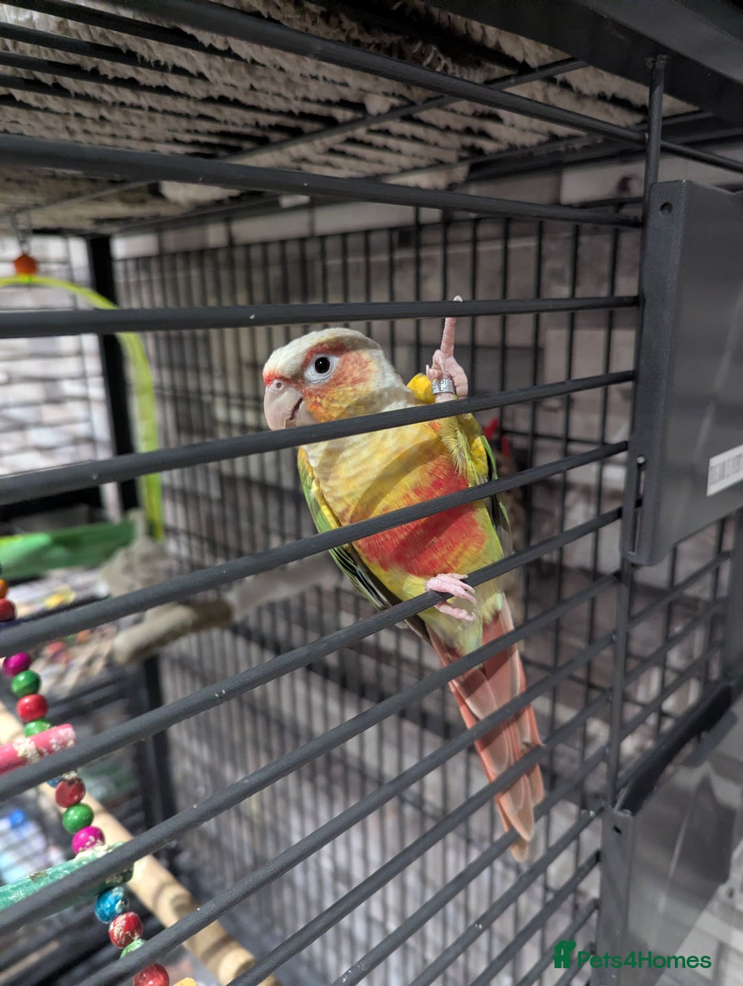 Parakeets birds for sale: Male ringneck parakeet & Female conure parakeet   - Image 2