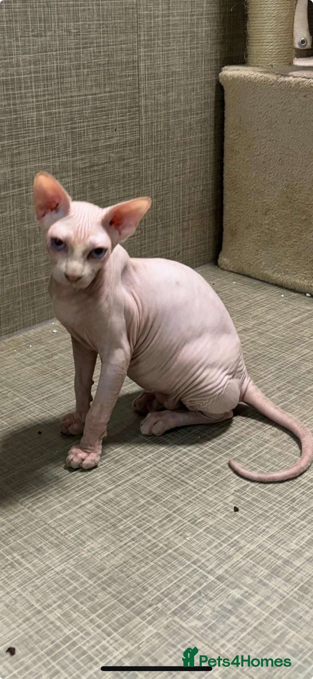 Sphynx cats for sale: Beautiful pure hairless sphynx kitten - Advert 2