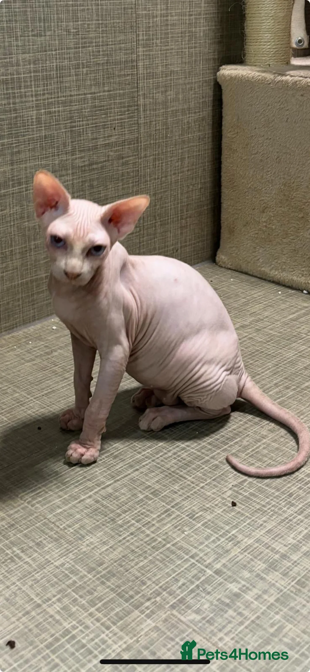 Sphynx cats for sale: Beautiful pure hairless sphynx kitten - Advert 2