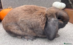 Dwarf Lop rabbits for sale: Dwarf Lop Baby Rabbits - Image 2