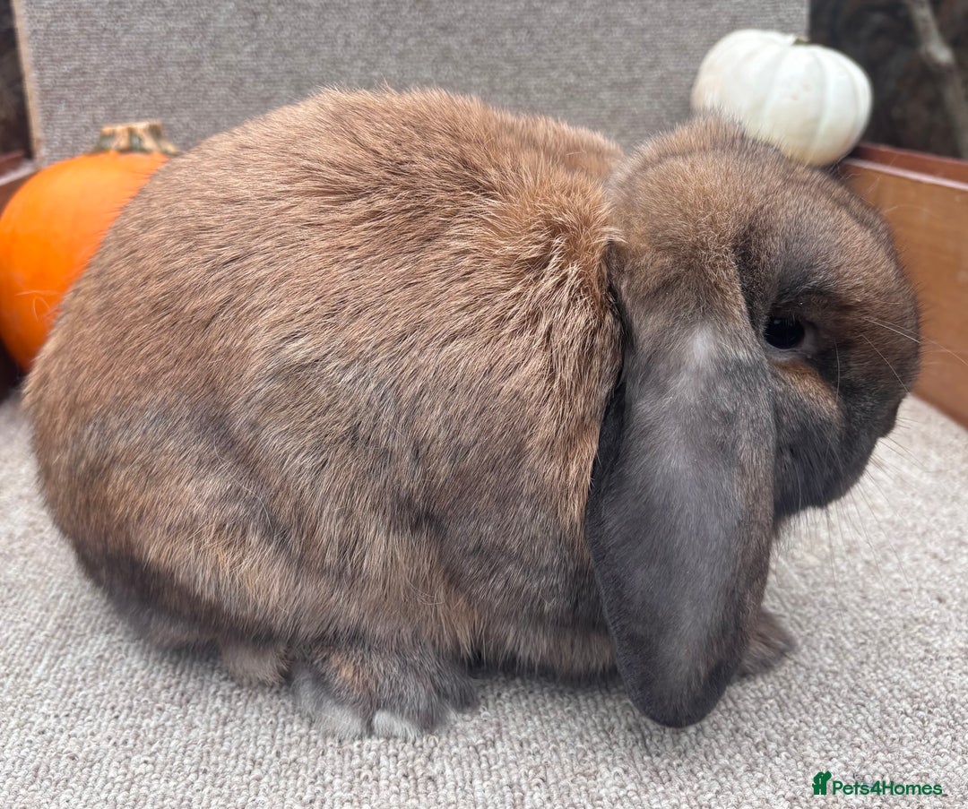 Dwarf Lop rabbits for sale: Dwarf Lop Baby Rabbits - Image 2