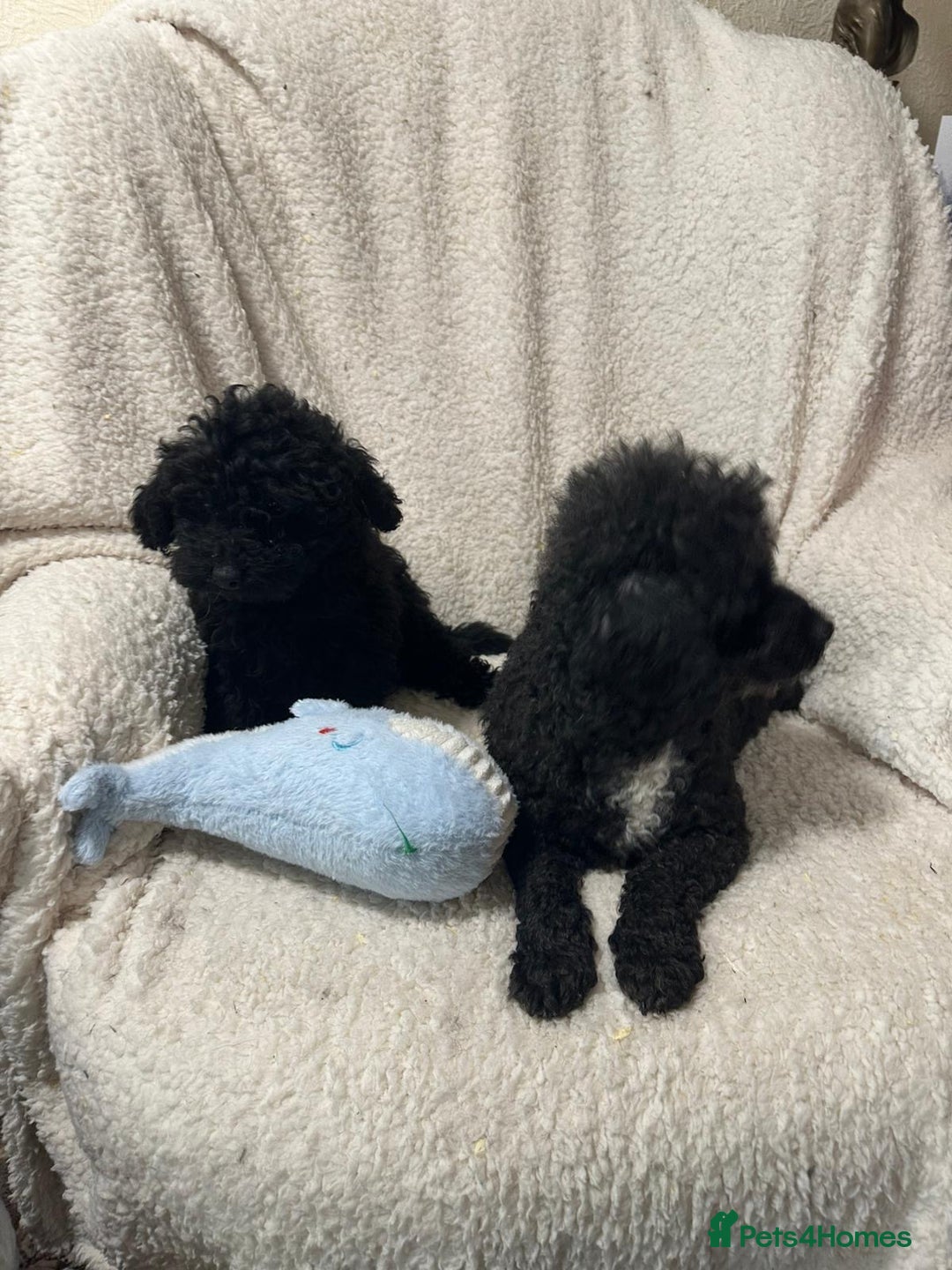 Toy Poodle dogs for sale: Black toy poodle puppies  - Advert 1