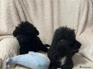 Toy Poodle dogs Black toy poodle puppies - Advert 1