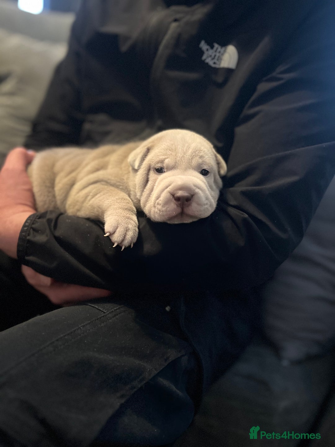 Shar Pei dogs for sale: Shar-pei Puppies - Advert 16