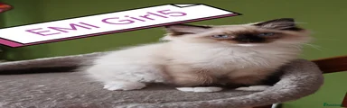 Emi