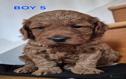 Mini Goldendoodle dogs for sale: F1b Red Miniature Goldendoodles tested parents - Image 18