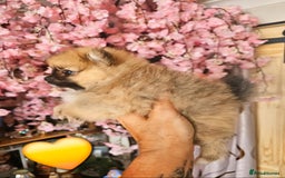 Pomeranian dogs for sale: Waaaaw #SUPERB #POMERANIAN's - Image 6