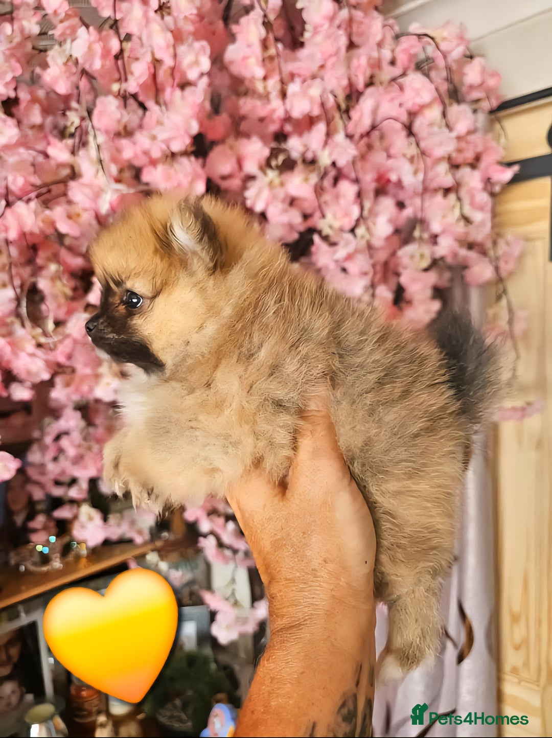 Pomeranian dogs for sale: Waaaaw #SUPERB #POMERANIAN's - Image 6