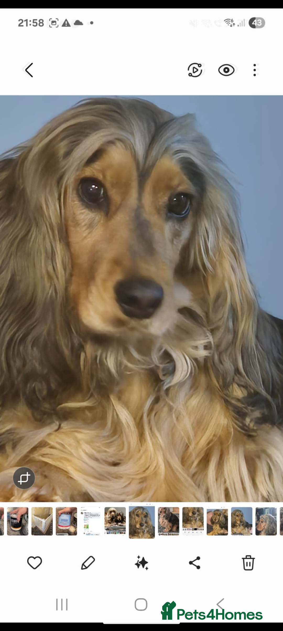 Cocker Spaniel dogs for sale: Quality Bred Show Type Cocker Spaniel Puppies - Image 21
