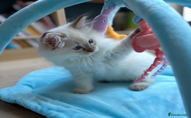 Ragdoll cats Beautiful Pedigree GCCF Ragdoll kitten - Advert 1