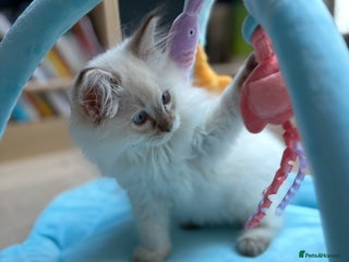 Ragdoll cats Beautiful Pedigree GCCF Ragdoll kitten - Advert 10