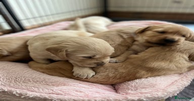 Golden Retriever dogs - Advert 13