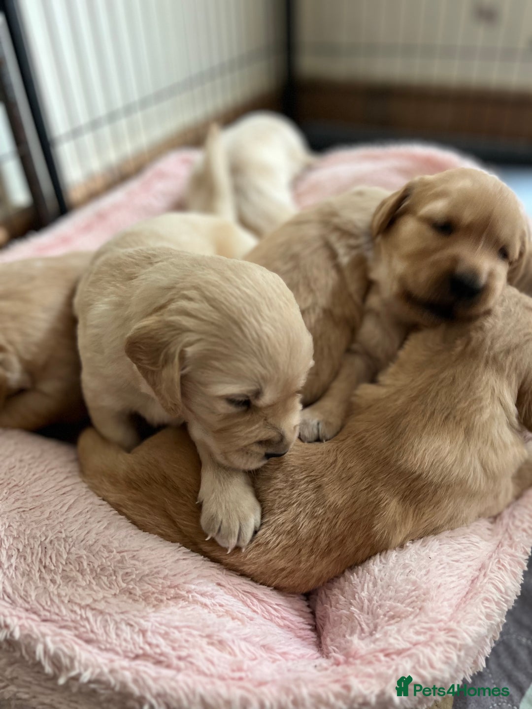 Golden Retriever dogs for sale: 6 Beautiful Golden Retrievers Puppies  - Image 3