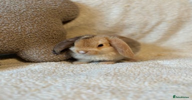 Mini Lop rabbits - Advert 16