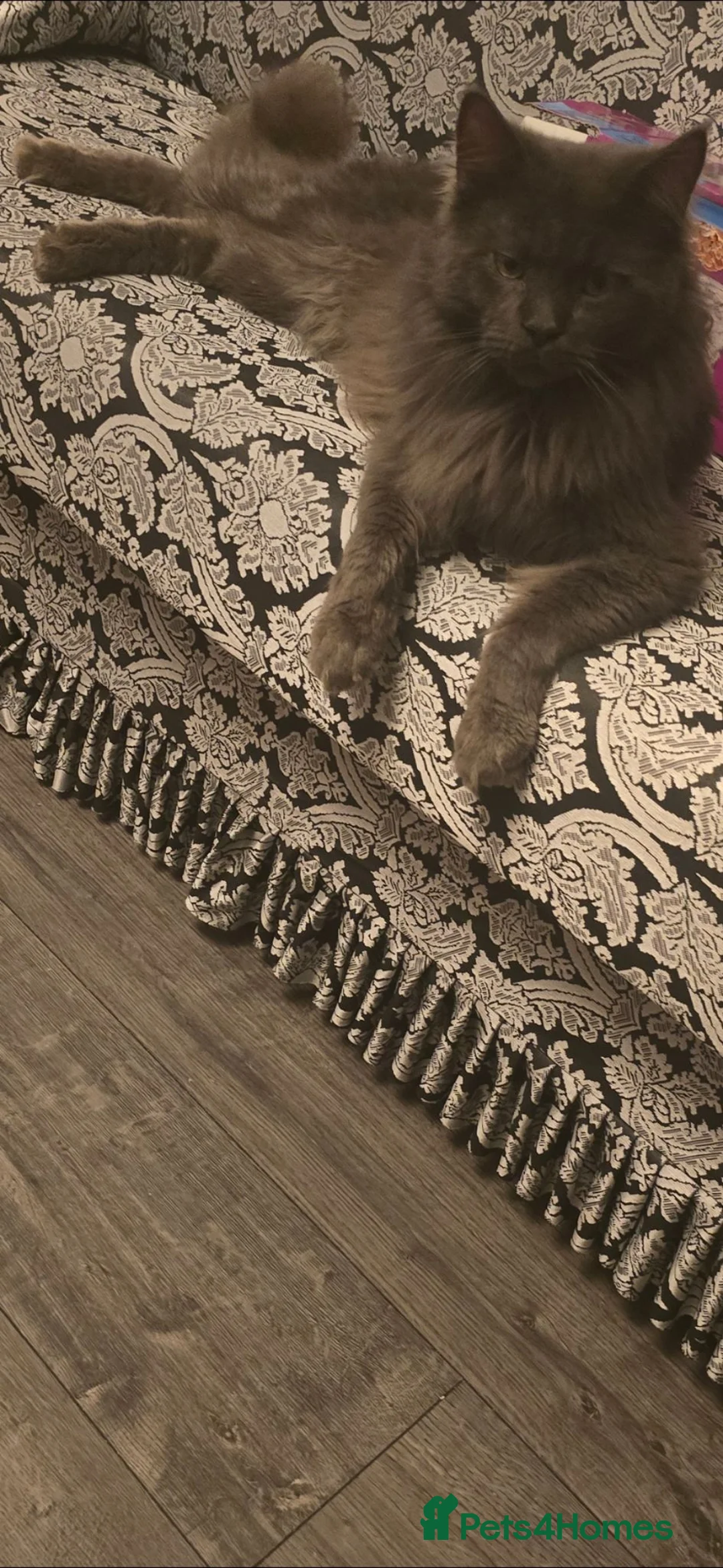 Maine Coon cats for sale: Maine coon kittens for sale  in Oldbury - Advert 16