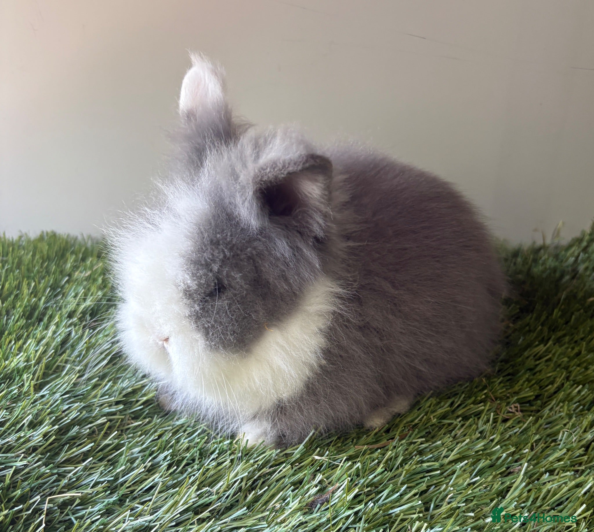 Lionhead rabbits Double mained lionheads ready now  - Advert 1