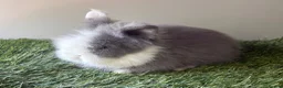 Lionhead rabbits for sale: Double mained lionheads ready now  - Advert 3