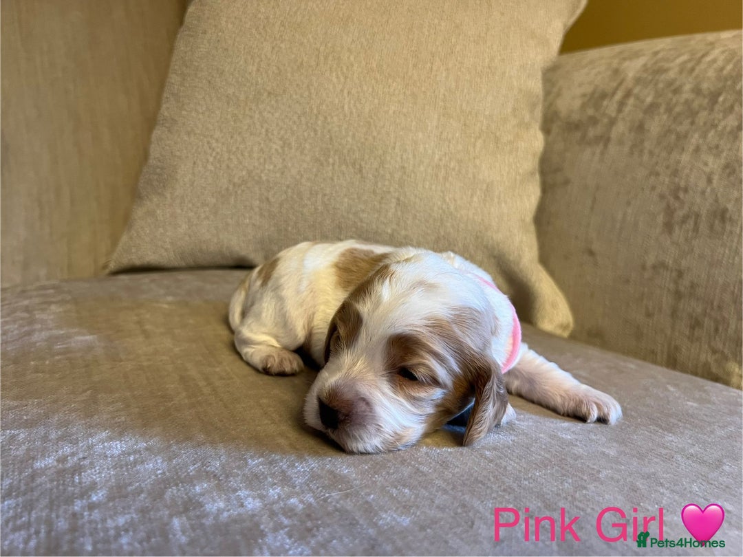 Cocker Spaniel dogs for sale: Show Cocker Spaniel Puppies For Sale - Image 2