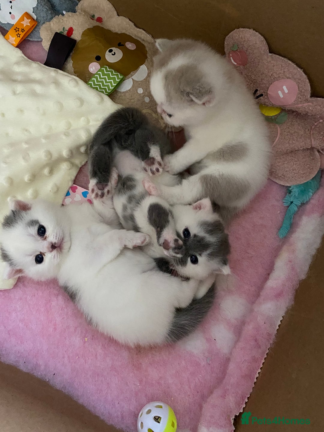 British Shorthair cats for sale: Beautiful kittens direct IGrCh, GrCh & Ch lines - Image 1