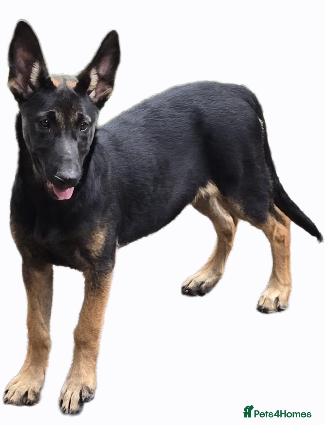 Belgian Shepherd Dog dogs LAST GIRL Belgian malinois puppies KNVP  - Advert 2