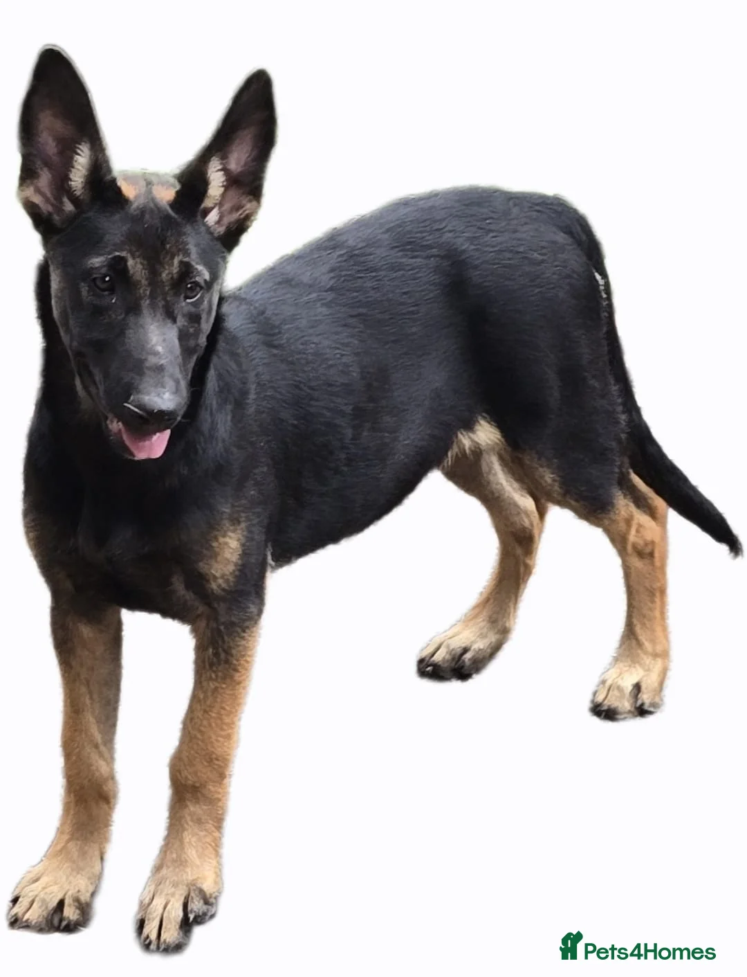 Belgian Shepherd Dog dogs for sale: LAST GIRL Belgian malinois puppies KNVP  - Advert 1