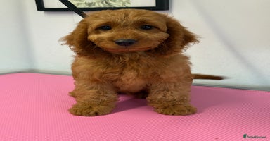 Cockapoo dogs - Advert 10