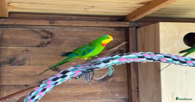 Parakeets birds - Advert 4