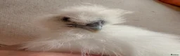 Chickens poultry for sale: Two UNSEXED fluffy hand reared silkies for sale!  - Advert 2