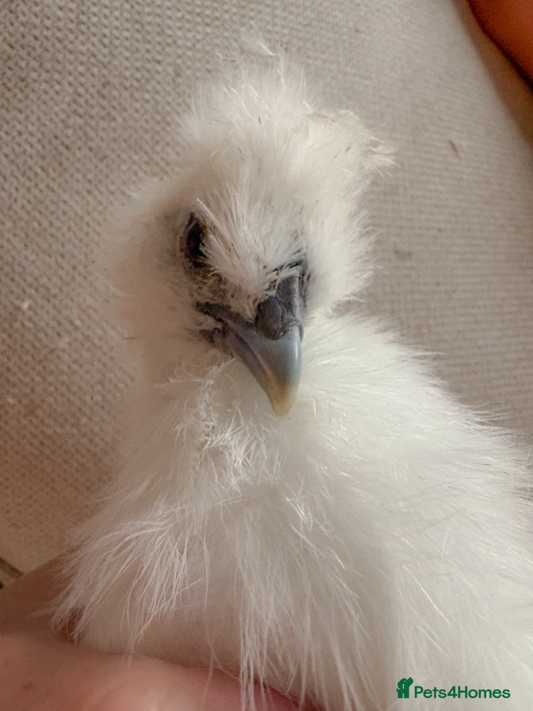 Chickens poultry for sale: Two UNSEXED fluffy hand reared silkies for sale!  - Advert 2