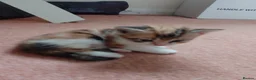Mixed Breed cats for sale: Kittens from loving country cottage home - Advert 7