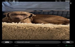 Labrador Retriever dogs for sale: Labrador puppys - Image 11