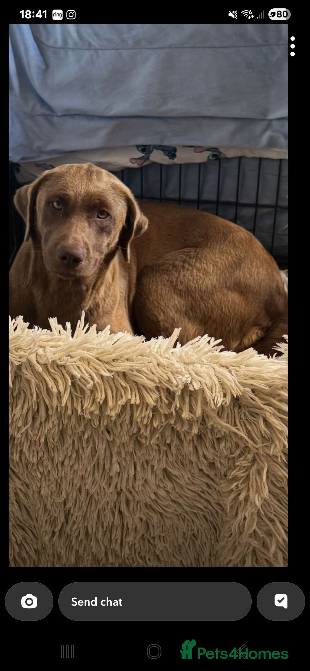 Labrador Retriever dogs for sale: Labrador puppys - Image 11