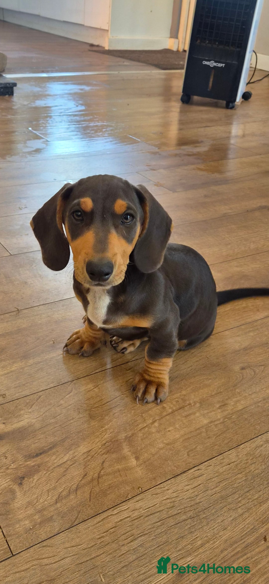 Miniature Dachshund dogs Miniature Dashunds  - Advert 2
